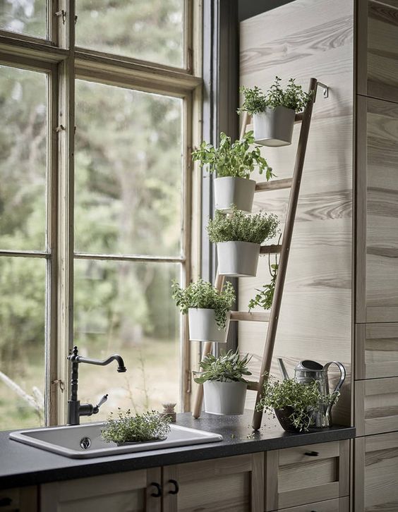 Évier de cuisine avec plantes vertes installées sur une échelle